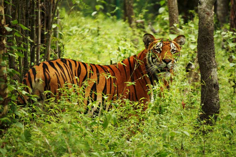 Chitwan National Park with Book Cab Now
